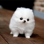 smallest dog
